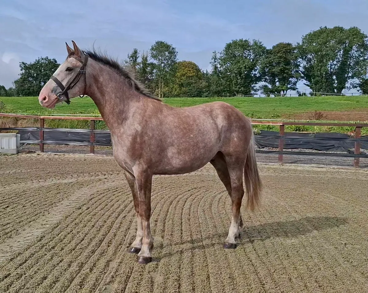 2yo  RID Gelding × Gentle Diamond - Image 3