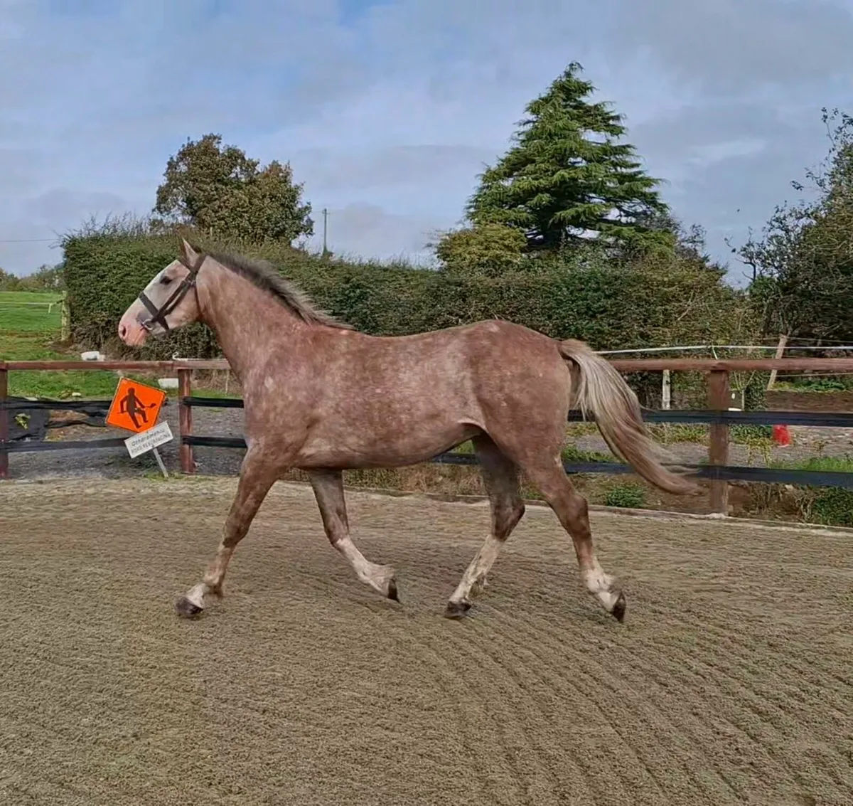 2yo  RID Gelding × Gentle Diamond - Image 4