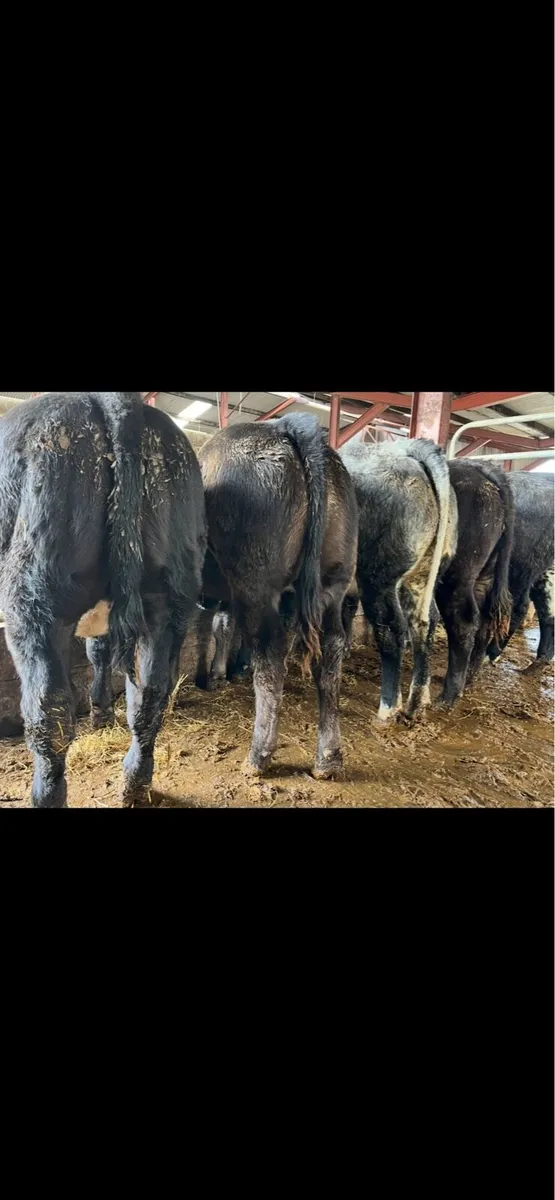 Five Super Cow makers - Image 1