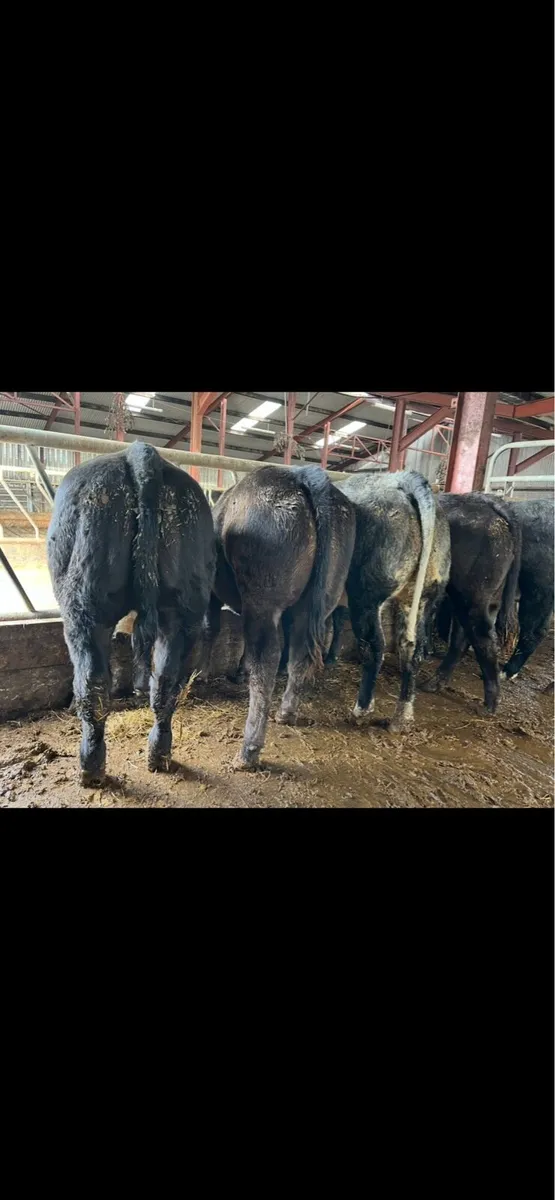 Five Super Cow makers - Image 2