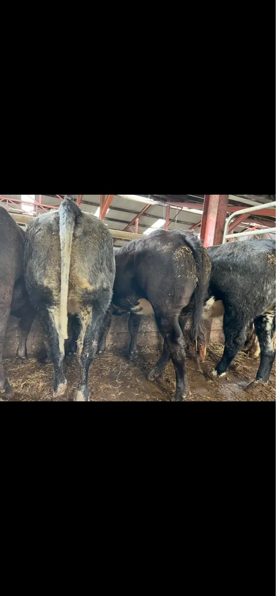 Five Super Cow makers - Image 4