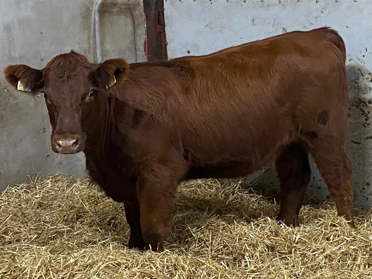 Serious Suckler Bred Red Angus Heifer Weanling - Image 1