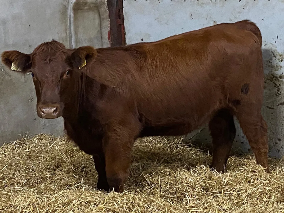 Serious Suckler Bred Red Angus Heifer Weanling - Image 3