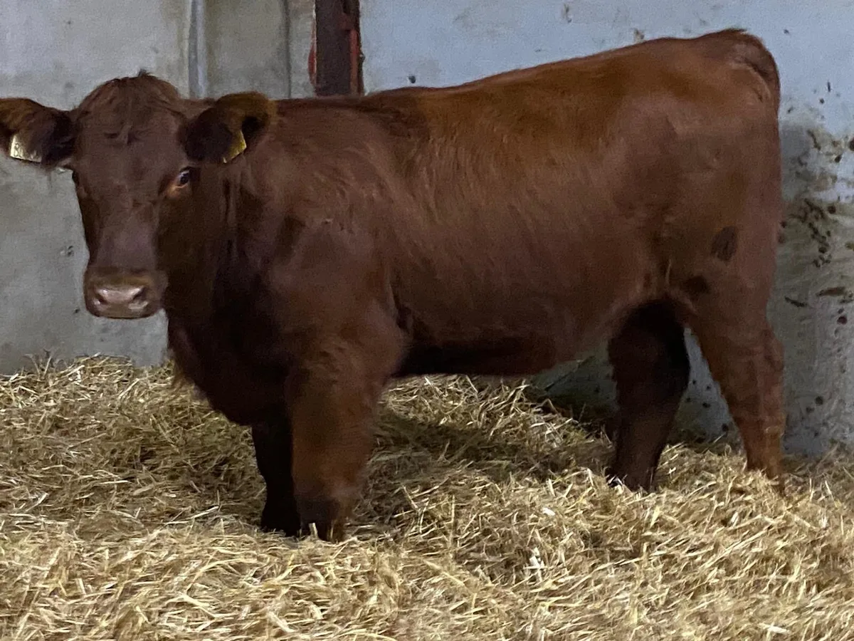 Serious Suckler Bred Red Angus Heifer Weanling - Image 4