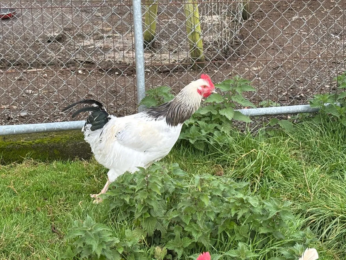 Roosters - Image 1