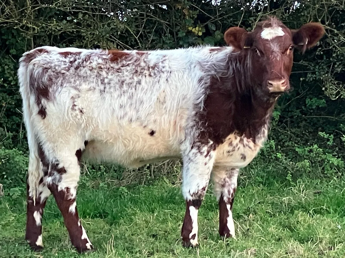 3 Smashing PBR Shorthorn Heifers - Image 1
