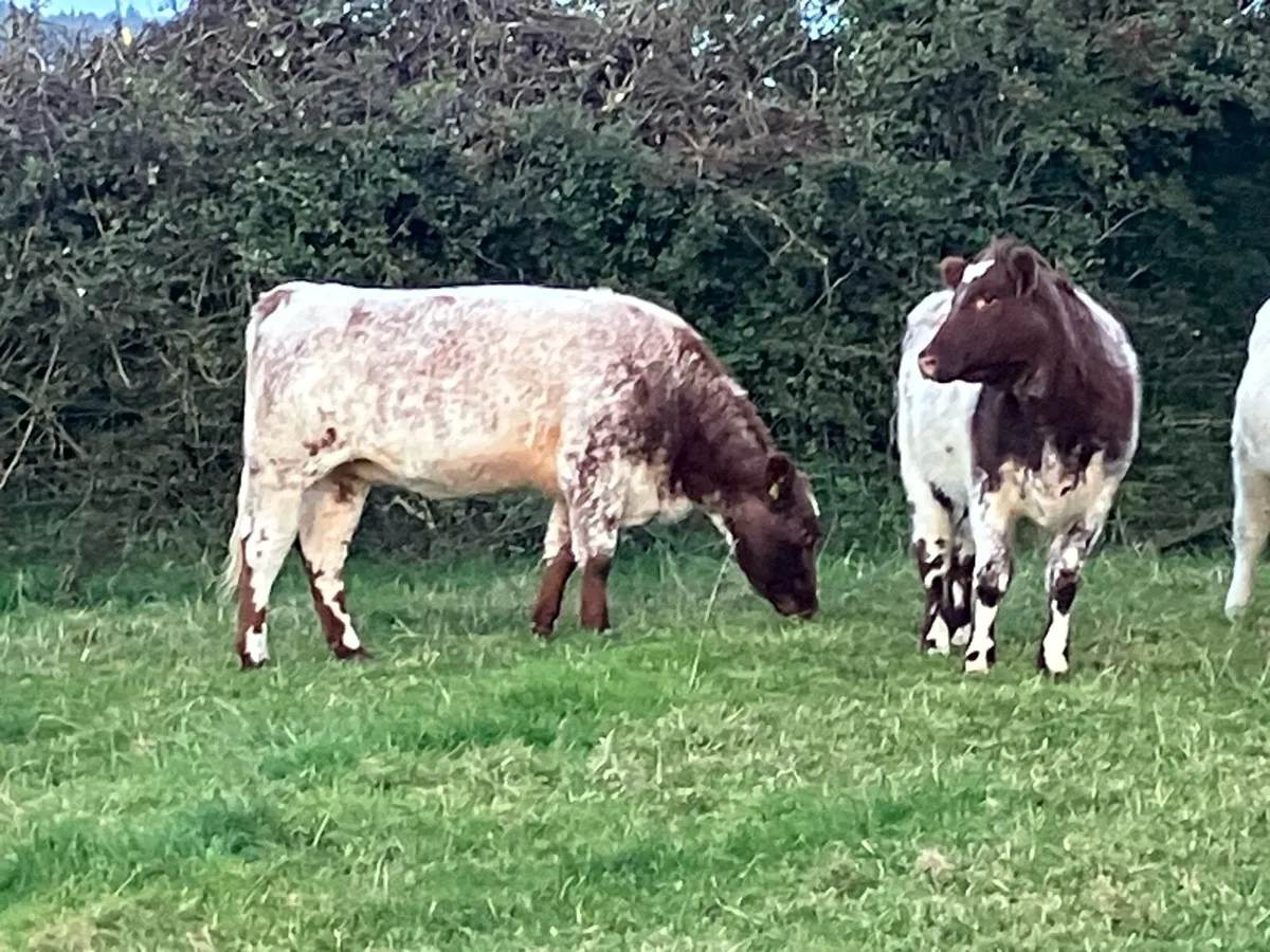3 Smashing PBR Shorthorn Heifers - Image 2