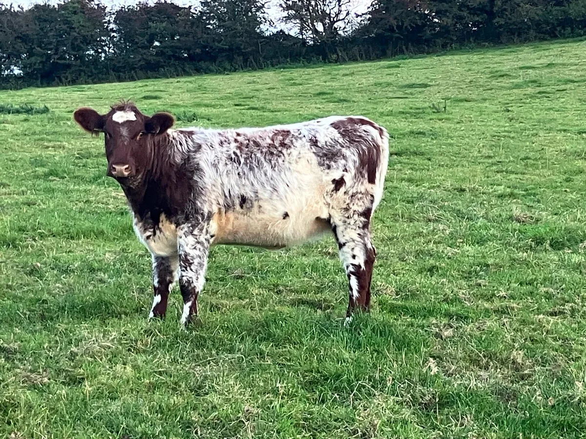 3 Smashing PBR Shorthorn Heifers - Image 3