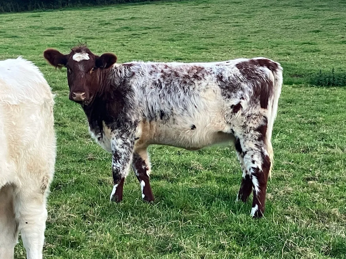 3 Smashing PBR Shorthorn Heifers - Image 4