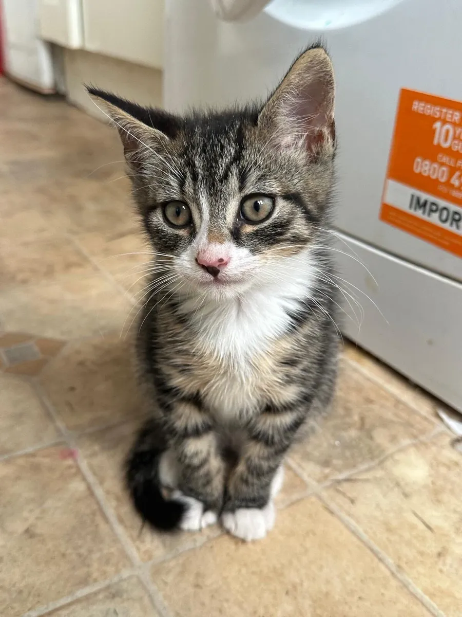 Kitten - Image 4