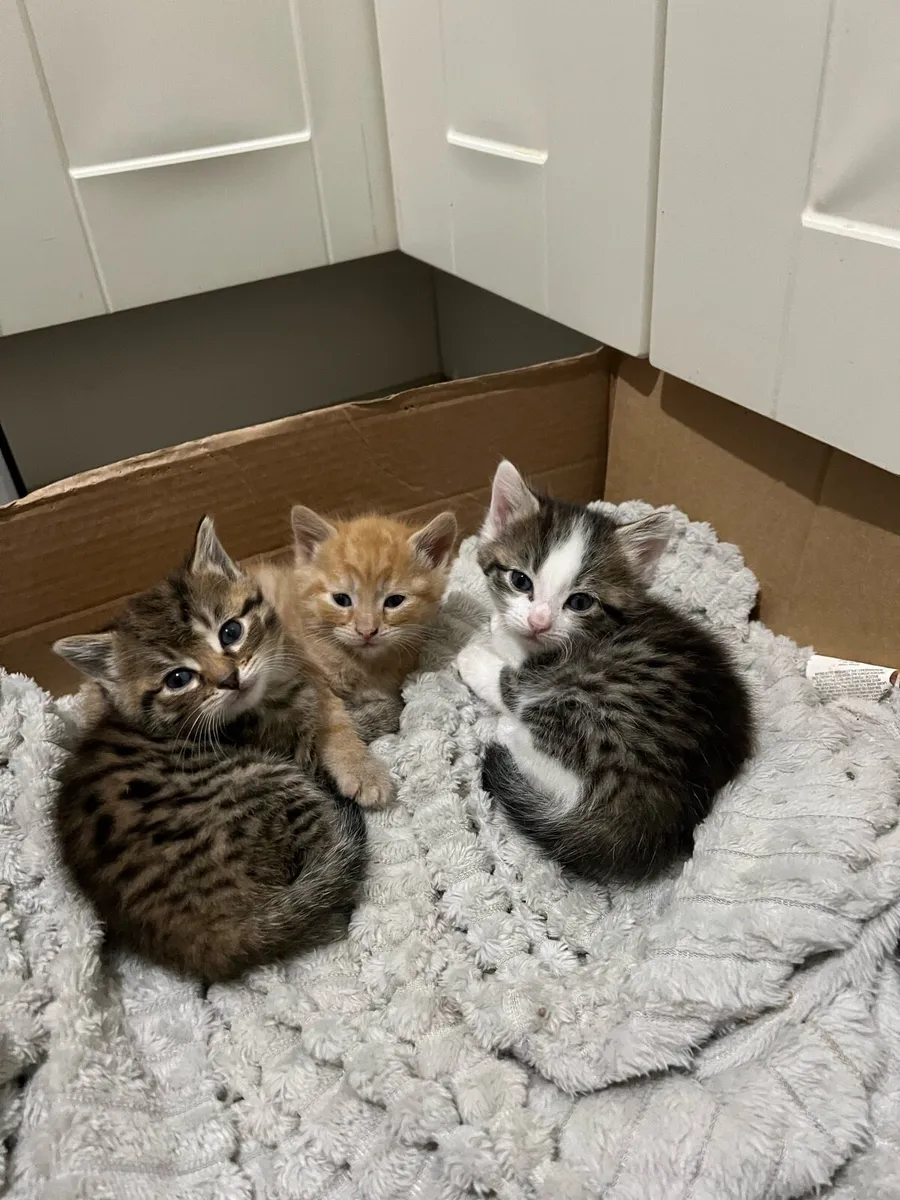 Litter trained 💫 - Image 1
