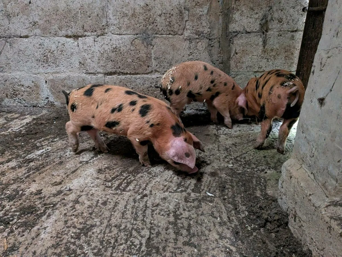 Piglets - Image 1
