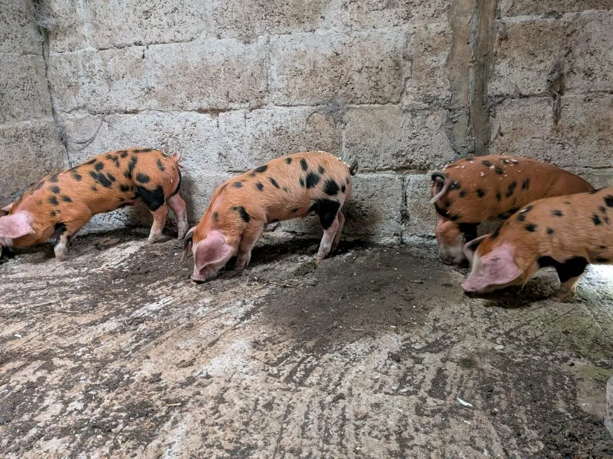 Piglets - Image 2