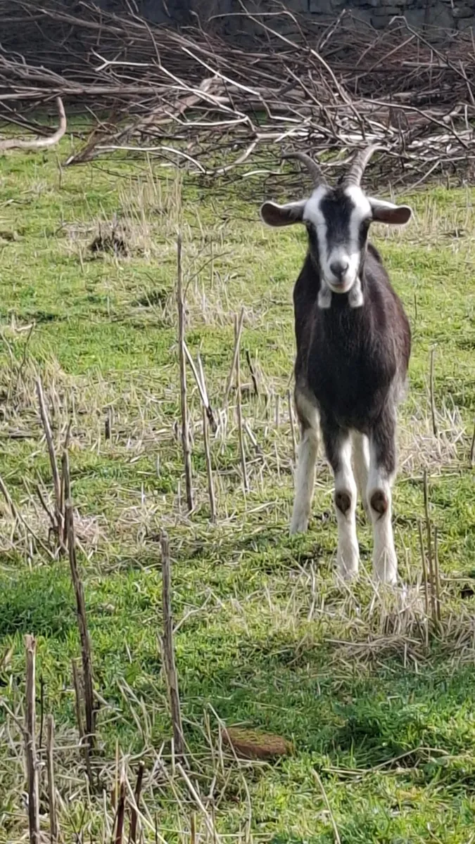 she goats - Image 1
