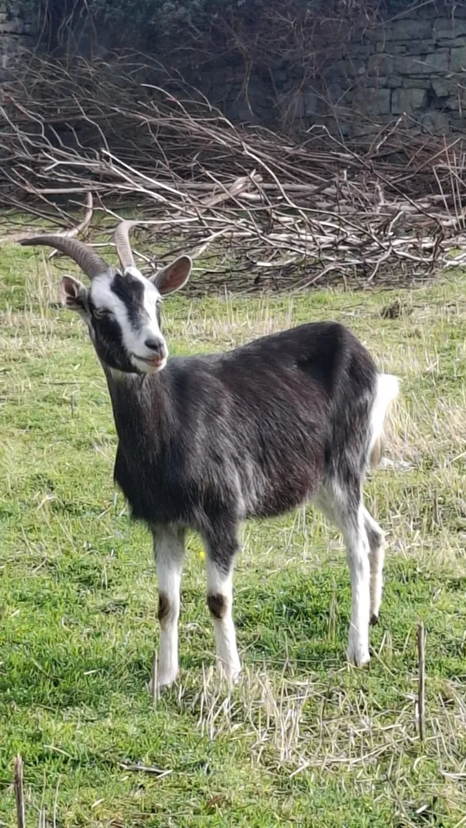 she goats - Image 2