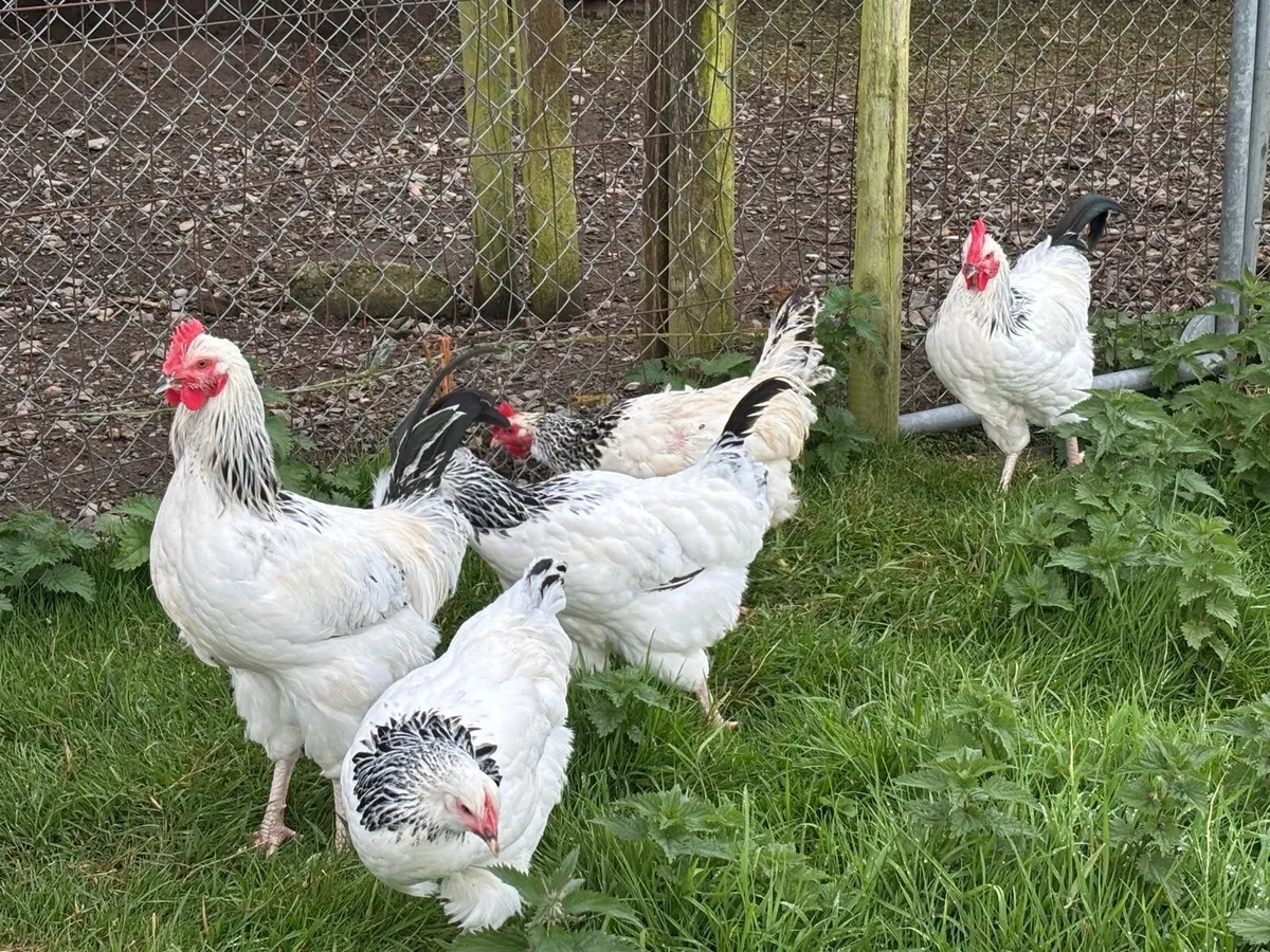 Roosters - Image 2