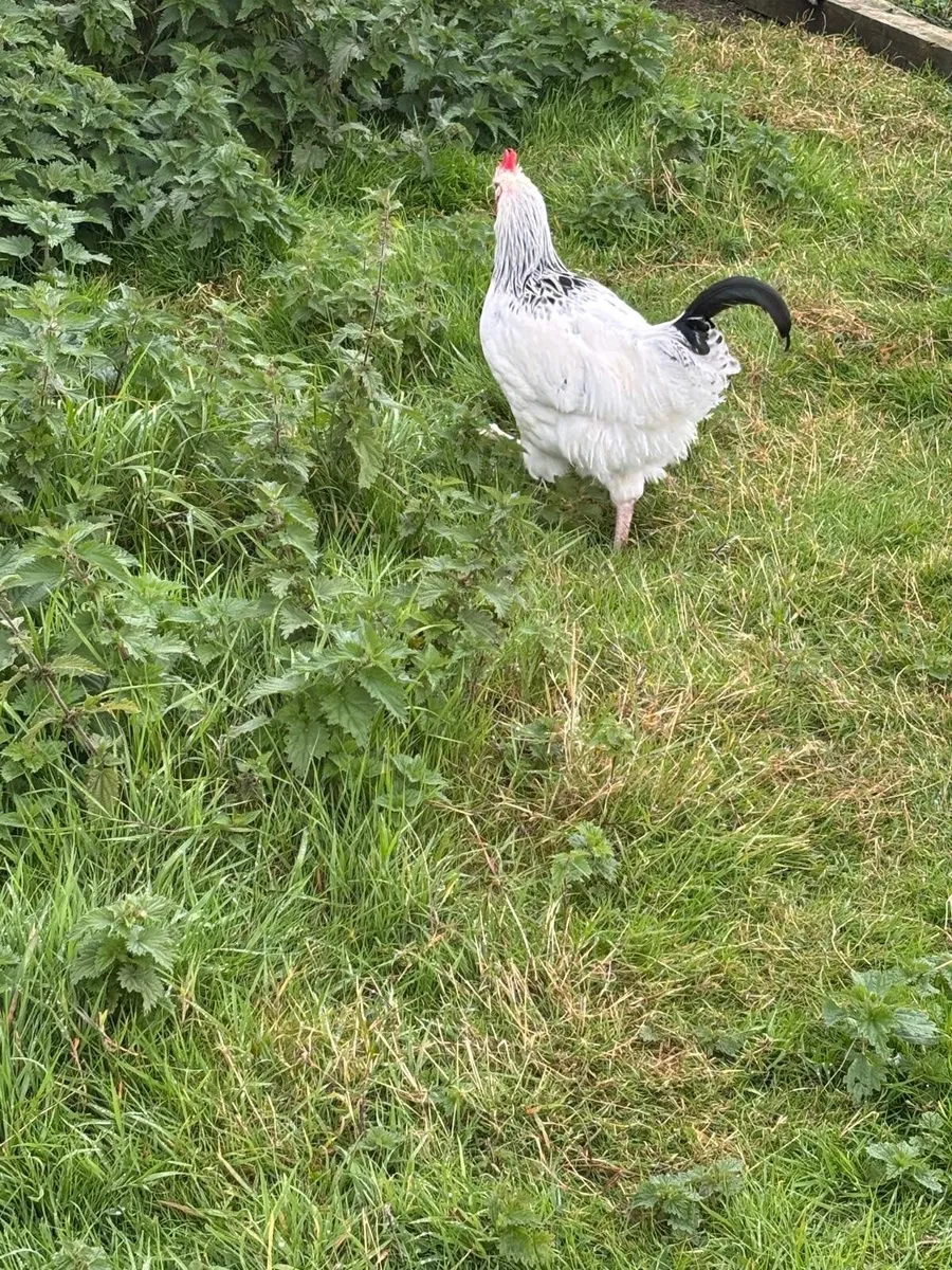 Roosters - Image 3