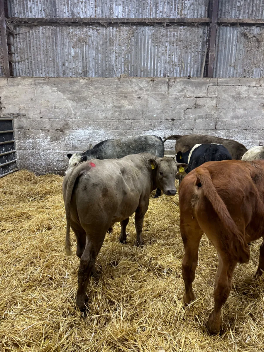 Lim Charolais and Angus bullocks - Image 2