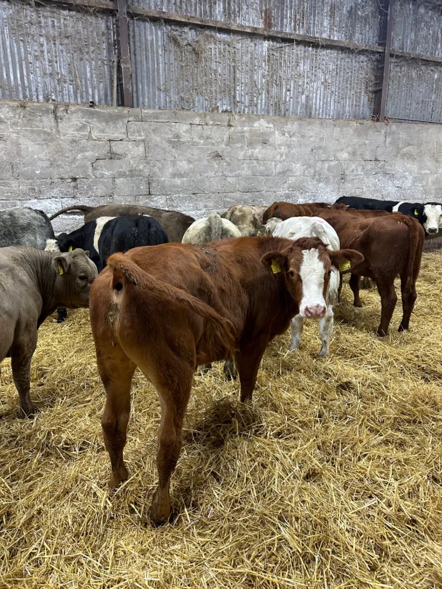 Lim Charolais and Angus bullocks - Image 1