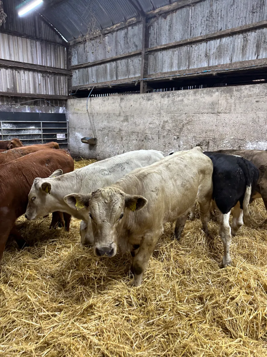 Lim Charolais and Angus bullocks - Image 4