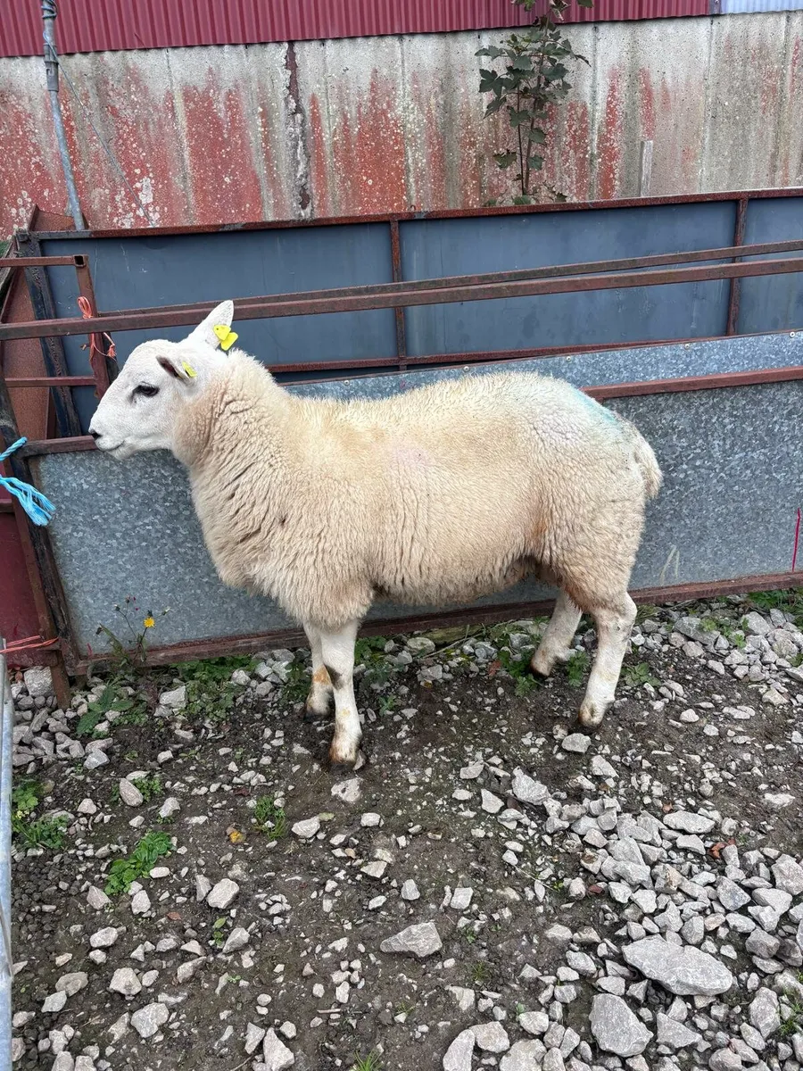 Sheep - Image 1