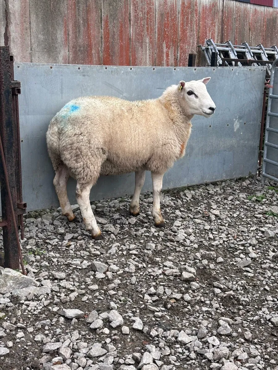Sheep - Image 2