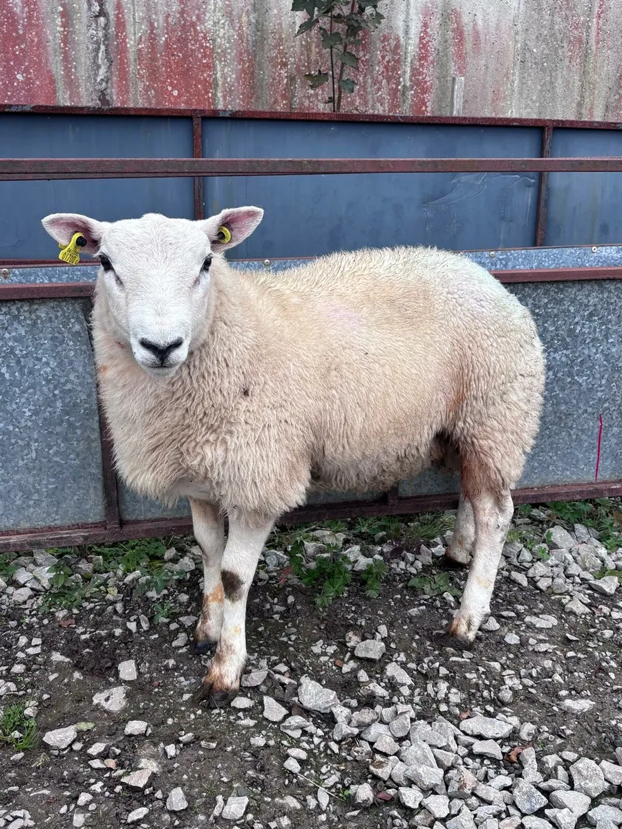 Sheep - Image 4