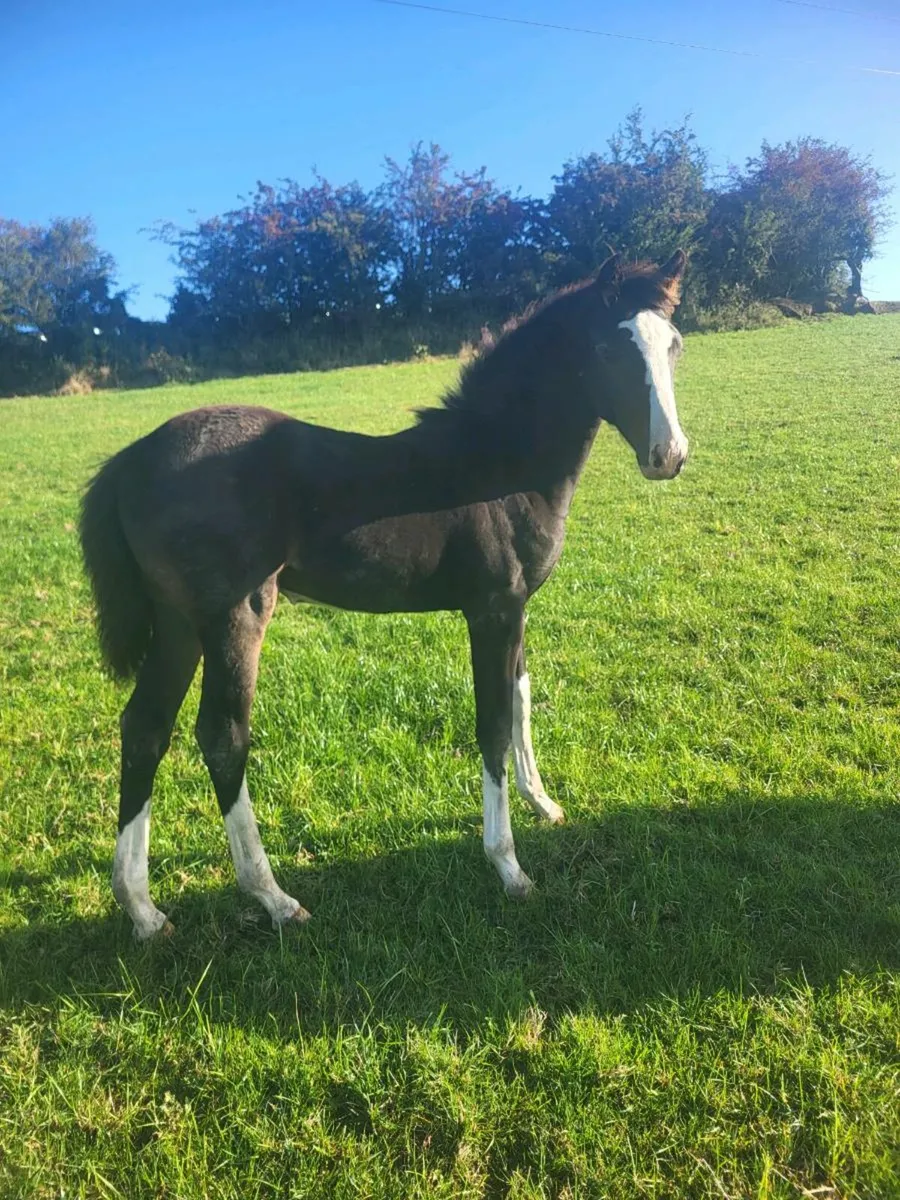 Smashing  Filly foals for sale - Image 1