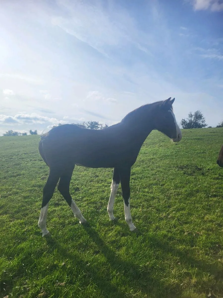Smashing  Filly foals for sale - Image 2
