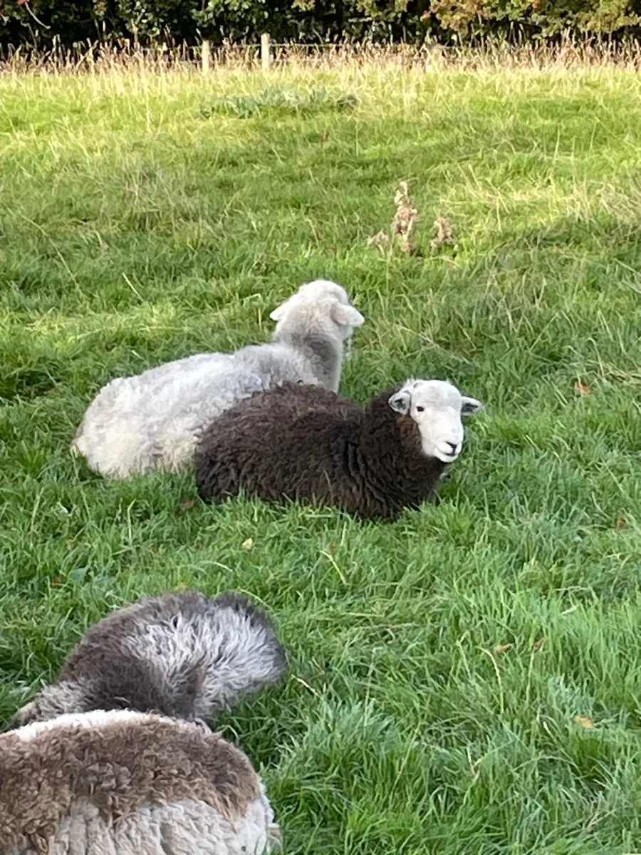 Herdwick ram lamb - Image 3