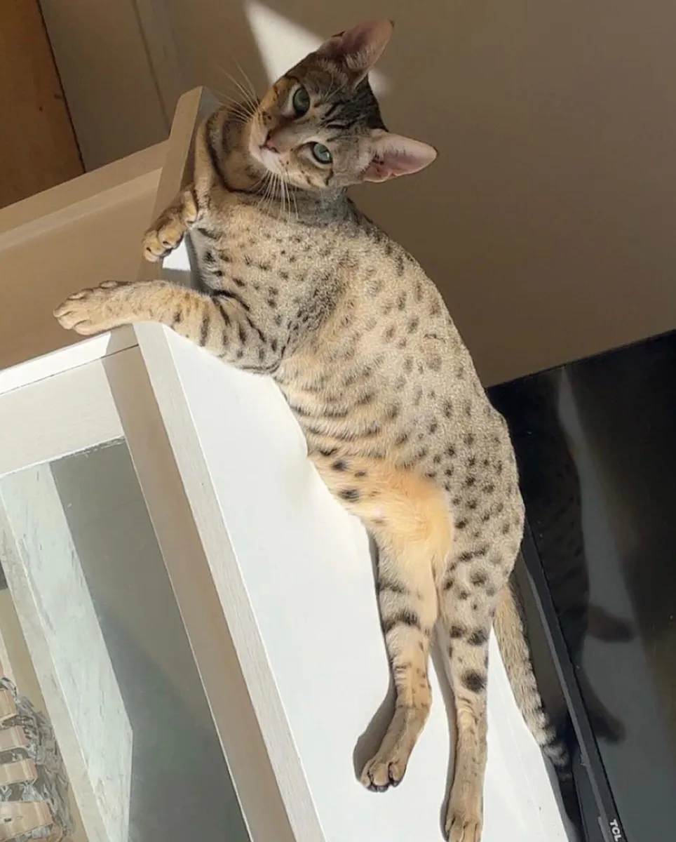 Looking to rehome adult Savannah cat. - Image 1