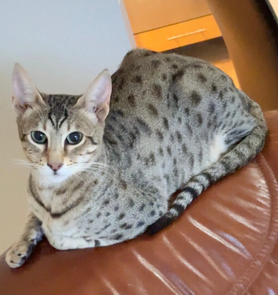 Looking to rehome adult Savannah cat. - Image 2