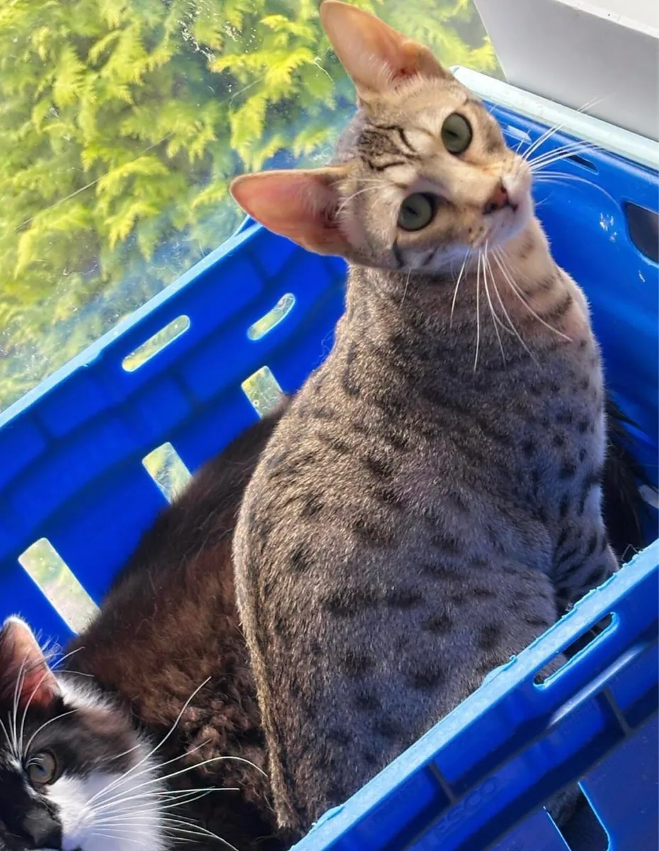 Looking to rehome adult Savannah cat. - Image 3