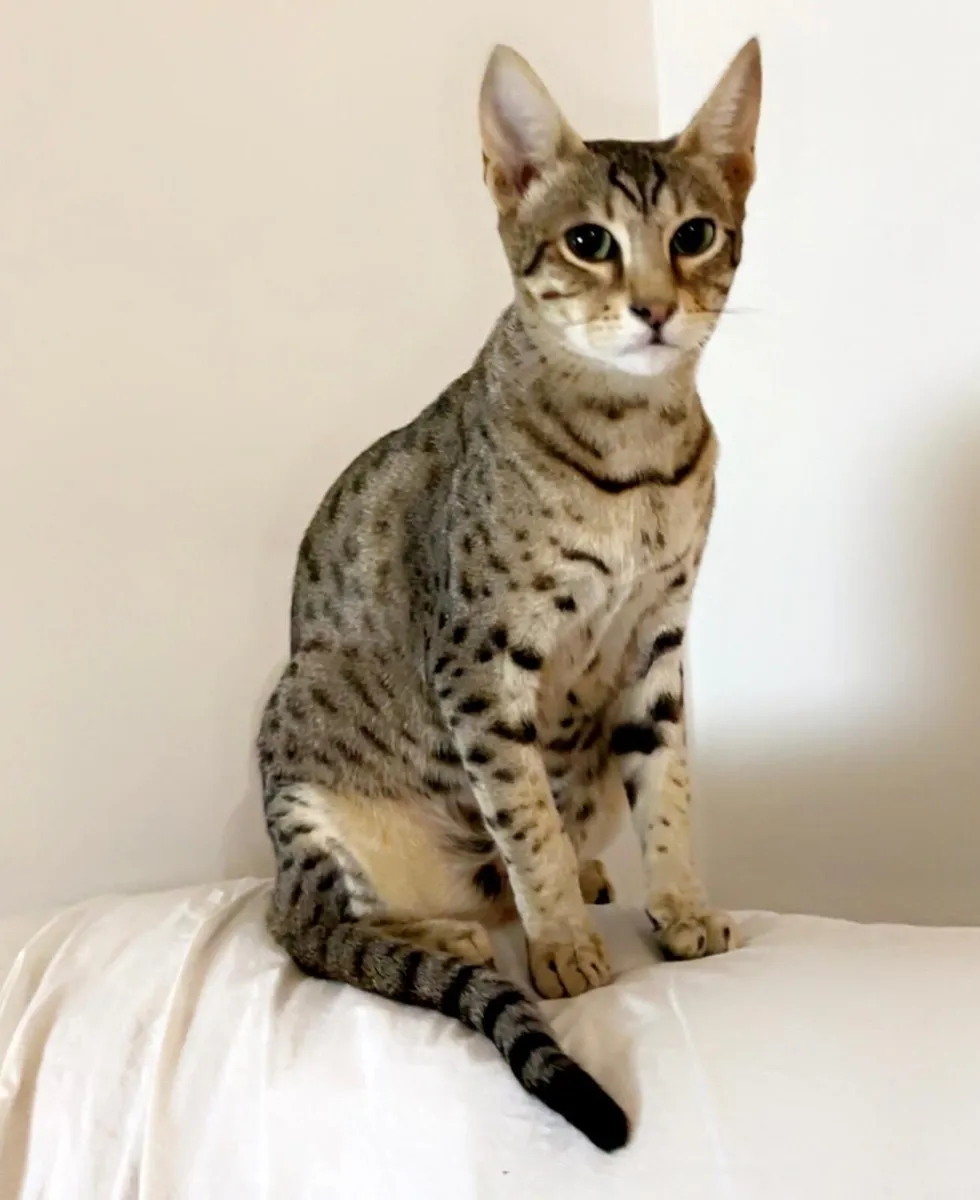 Looking to rehome adult Savannah cat. - Image 4
