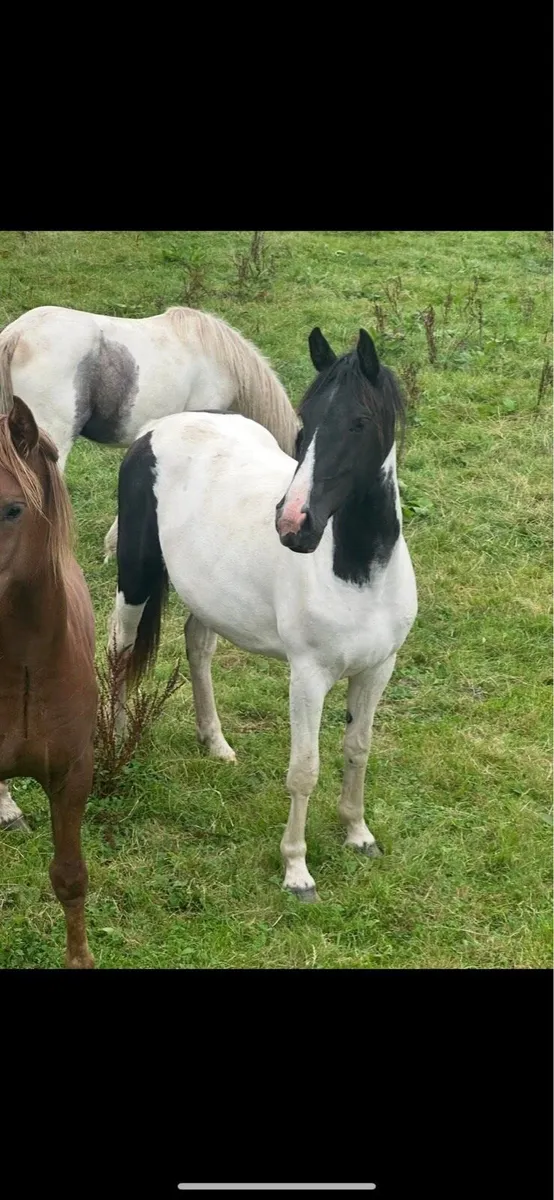 An eye catching 2 year old filly - Image 1