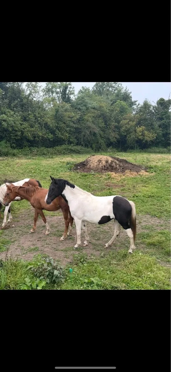 An eye catching 2 year old filly - Image 2