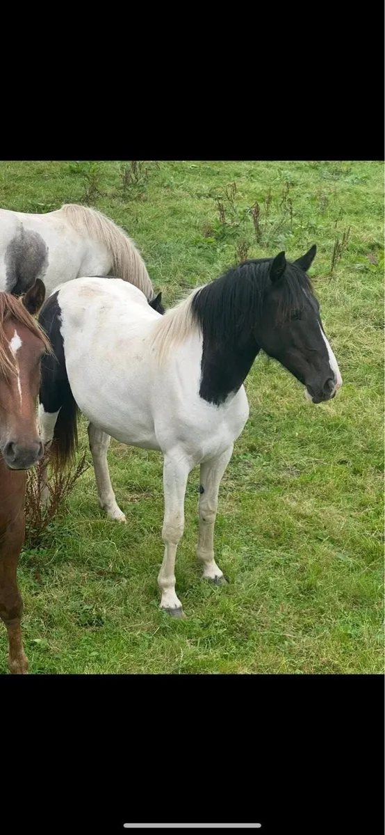 An eye catching 2 year old filly - Image 3