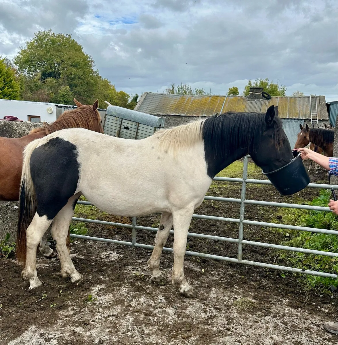 An eye catching 2 year old filly - Image 4