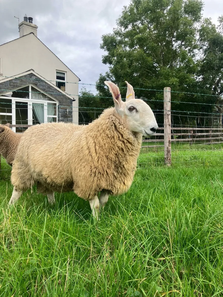Border leicester ram lamb - Image 1