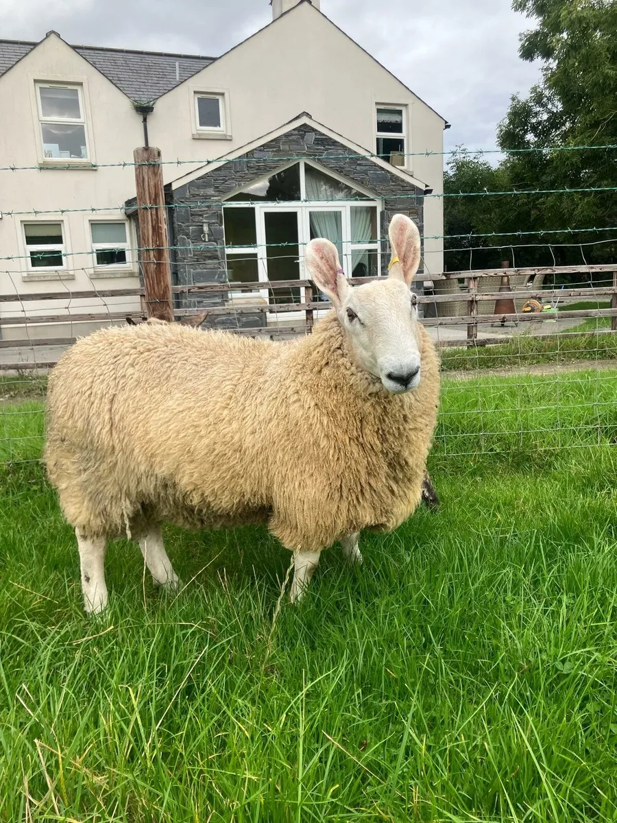 Border leicester ram lamb - Image 2