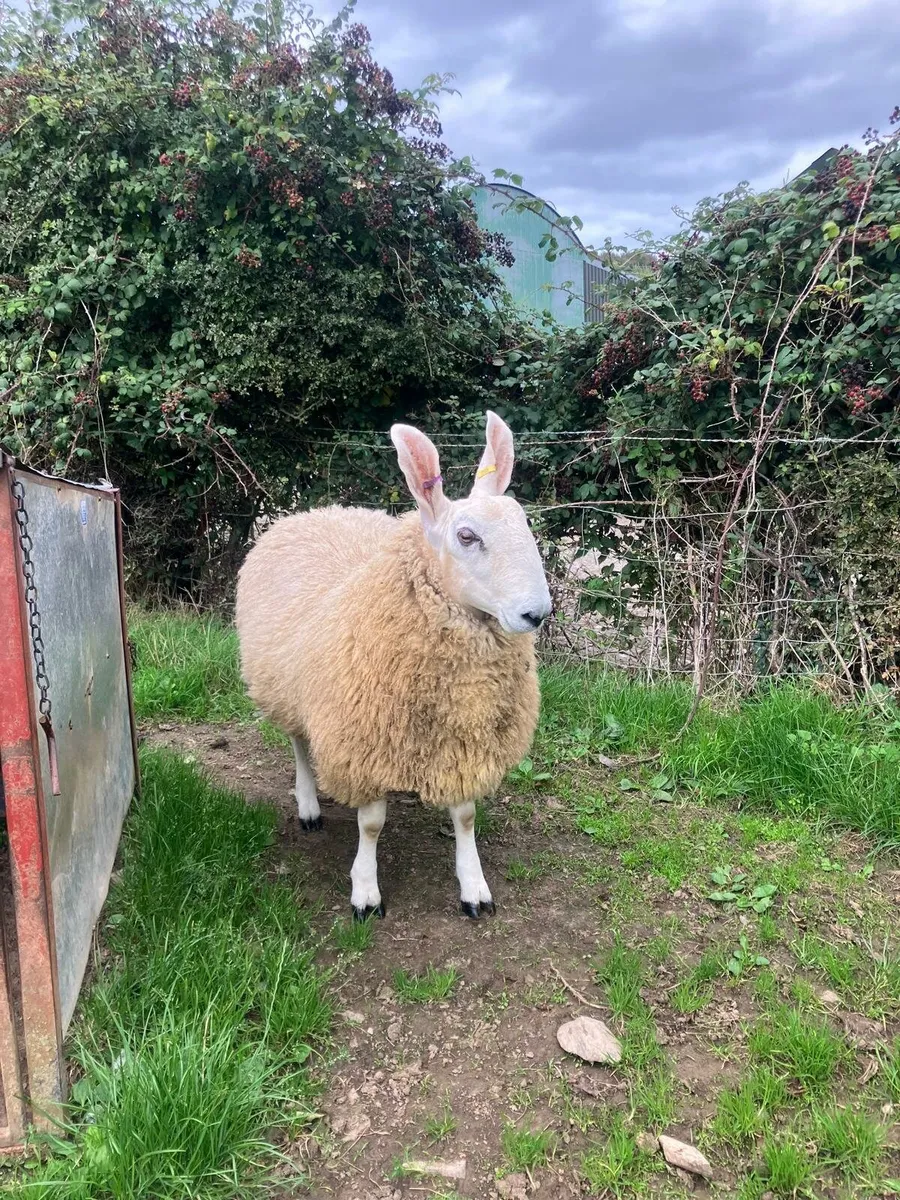 Border leicester ram lamb - Image 4