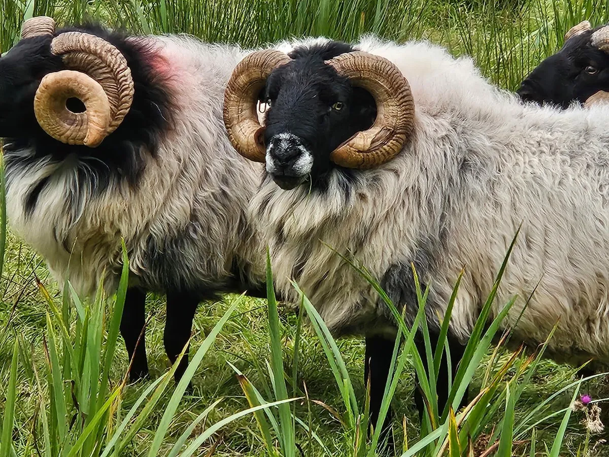 For sale blackfaced mountain rams - Image 1
