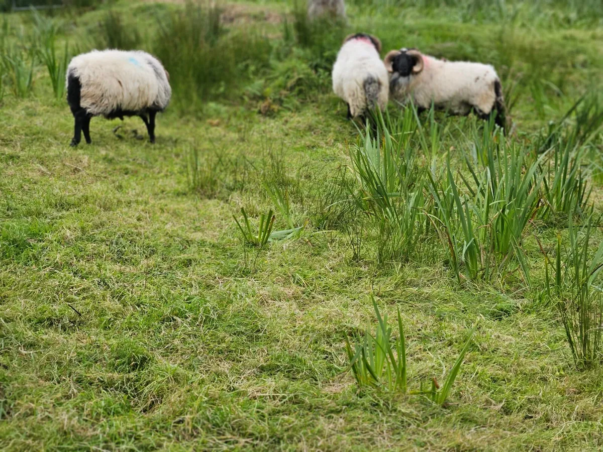 For sale blackfaced mountain rams - Image 2