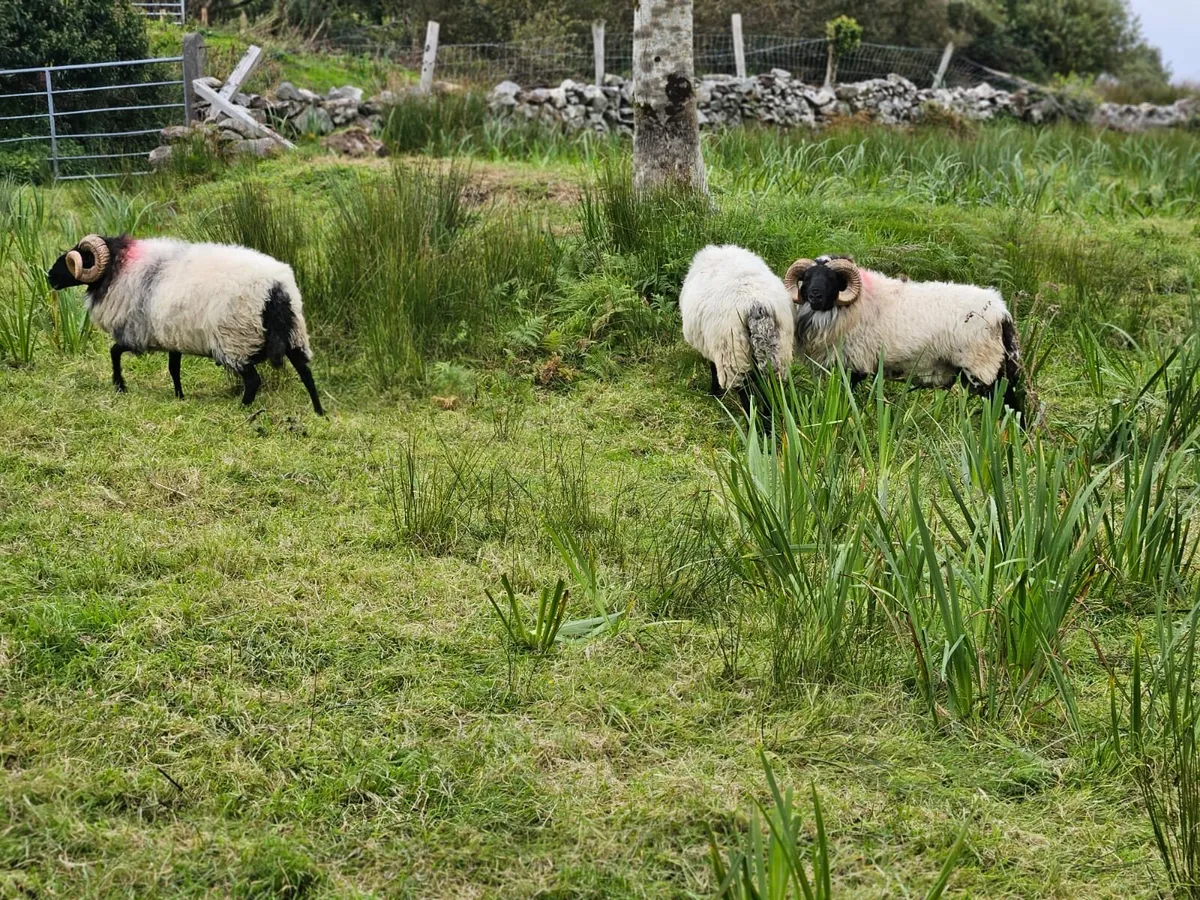 For sale blackfaced mountain rams - Image 3