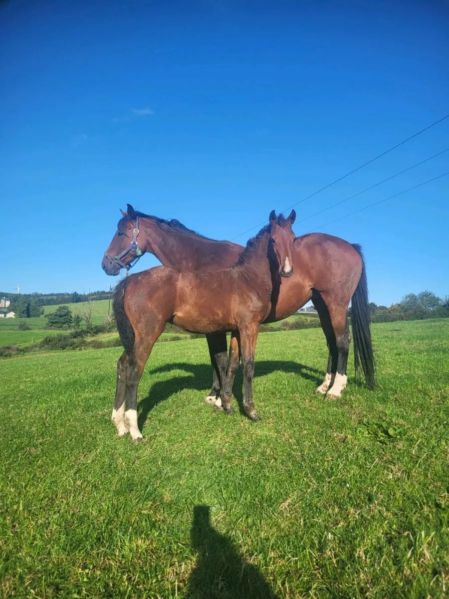 Smashing  Filly foals for sale - Image 3