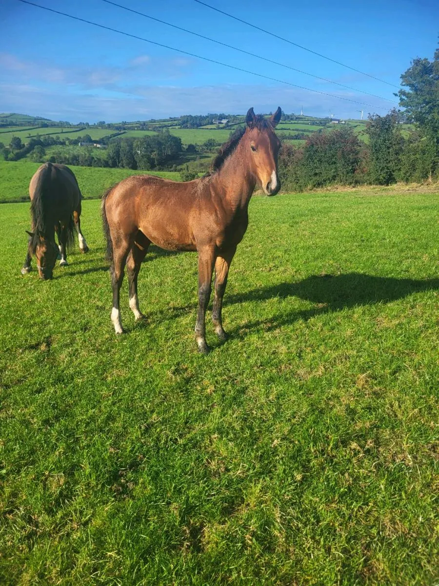 Smashing  Filly foals for sale - Image 4
