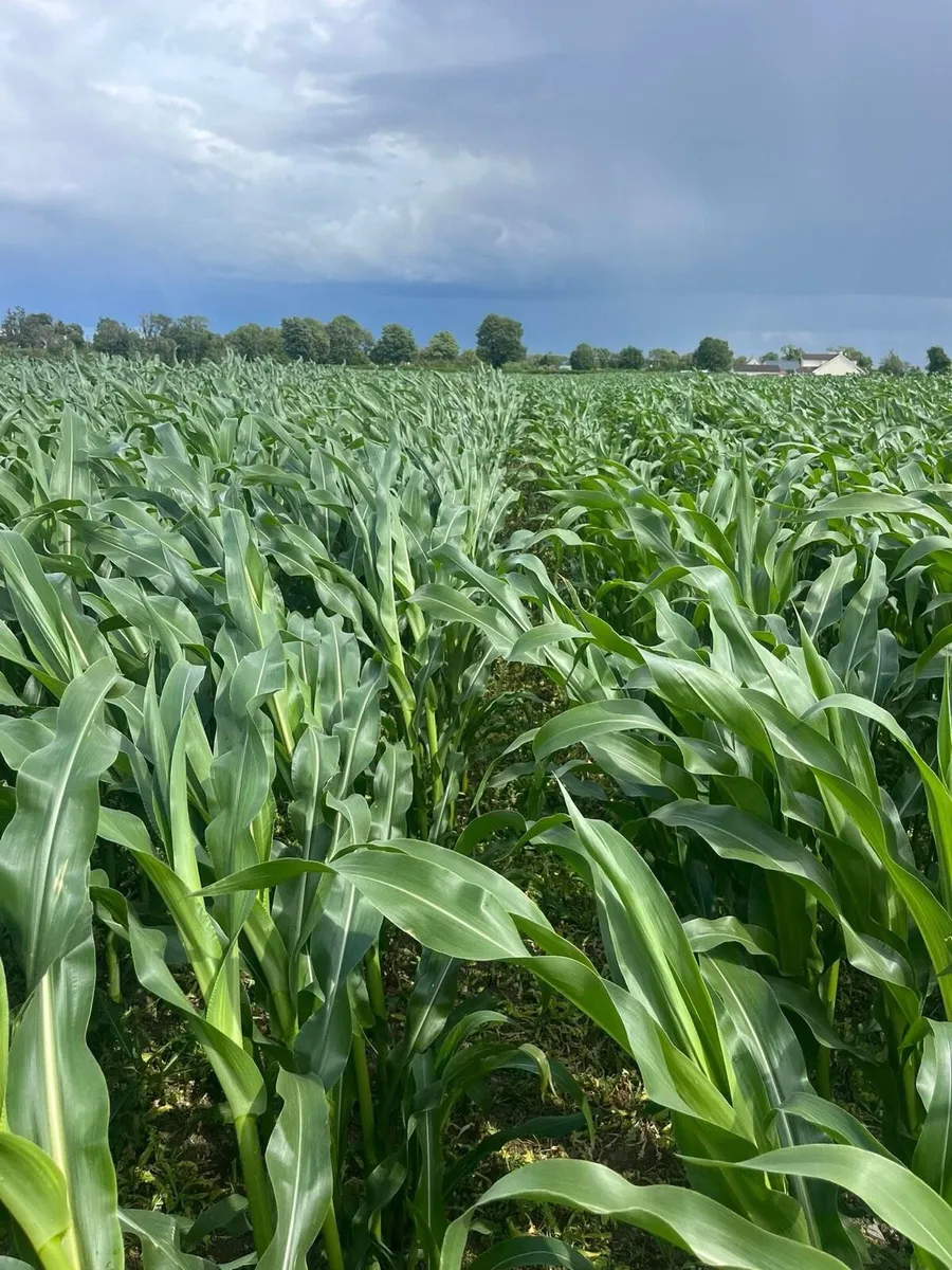Maize for sale - Image 1