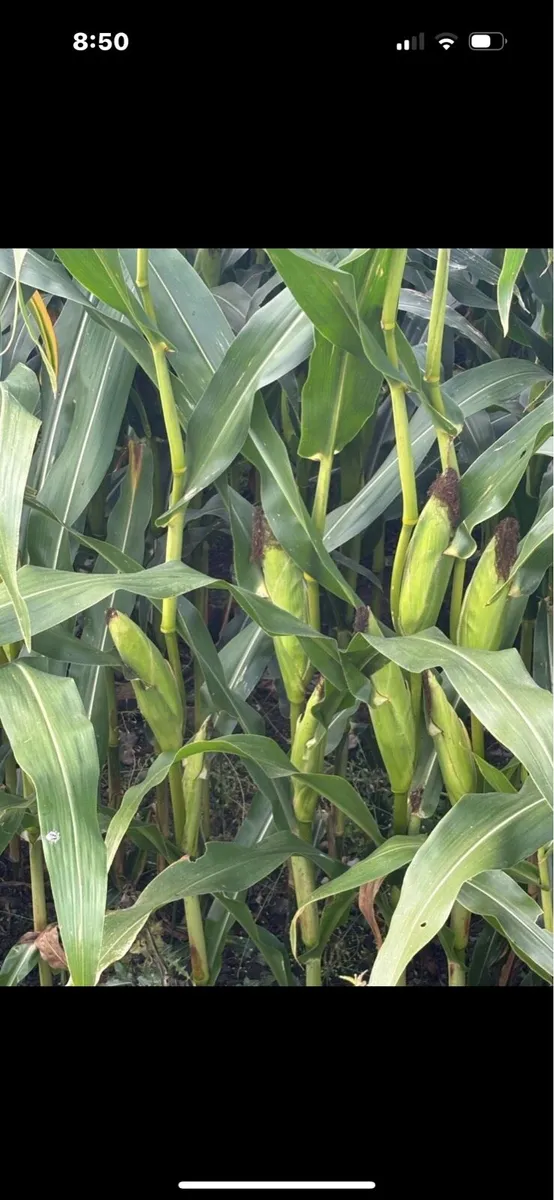 Maize for sale - Image 2