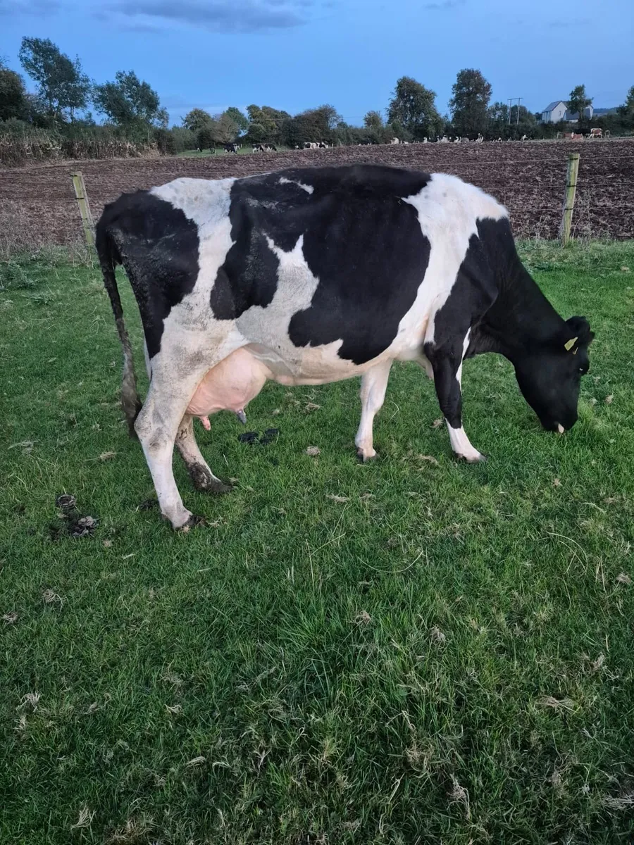 Cow suitable to rear calves - Image 1