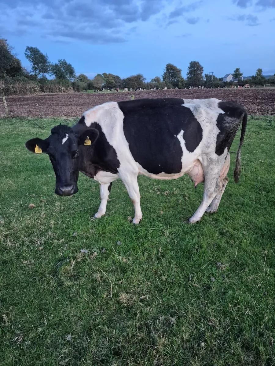 Cow suitable to rear calves - Image 2
